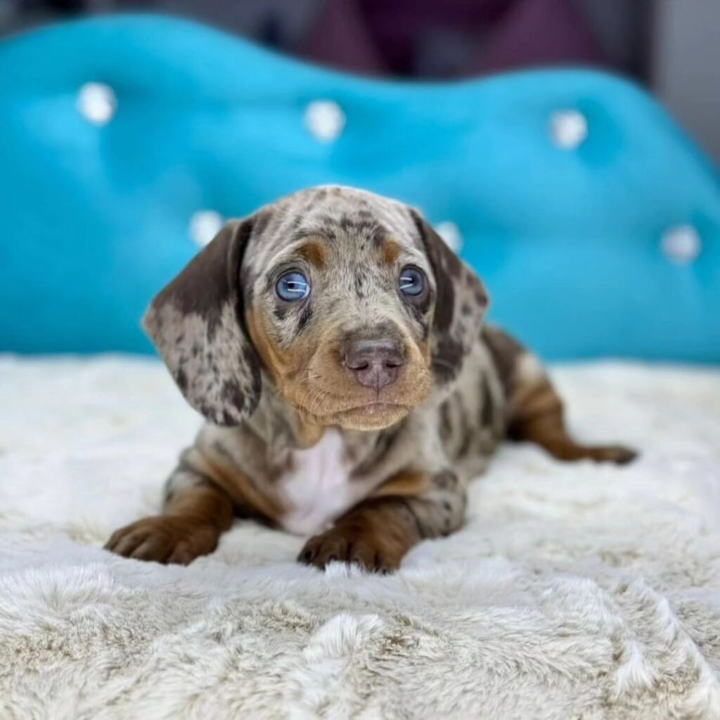 Dachshund For Sale