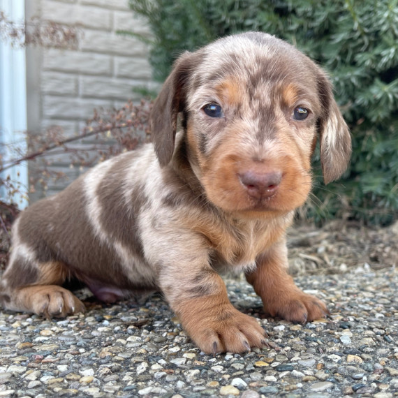 short haired mini dachshund puppies for sale