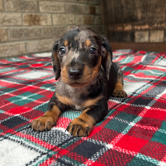 mini dachshund puppies for adoption