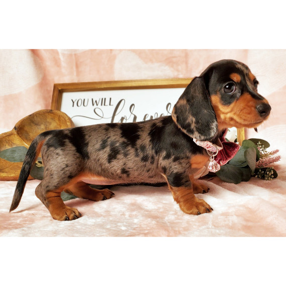 mini dachshund puppies for sale