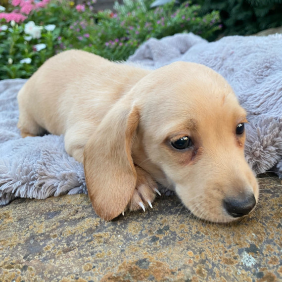 mini dachshund breeders near me