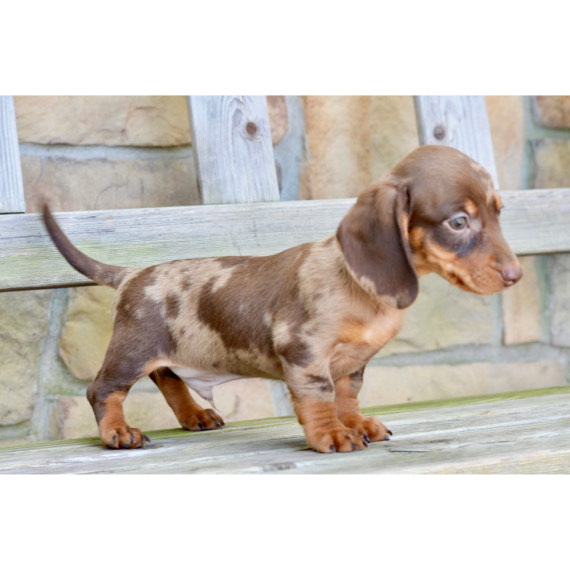 chocolate dapple mini dachshund puppies for sale