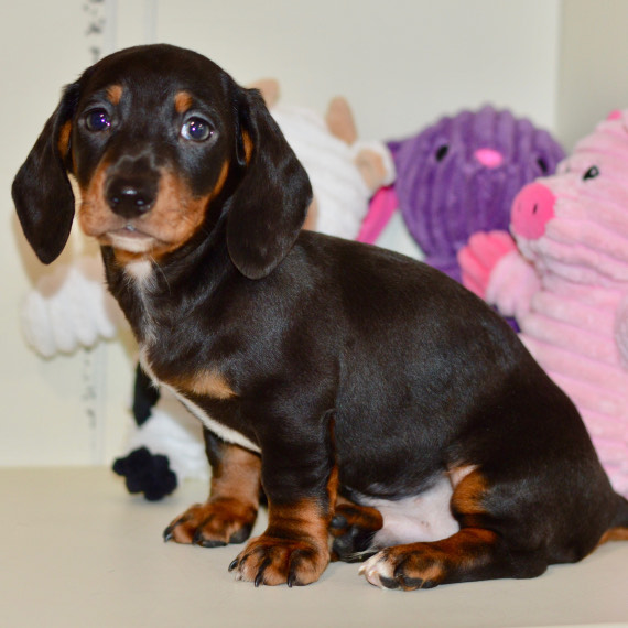 black and tan mini dachshund puppies for sale