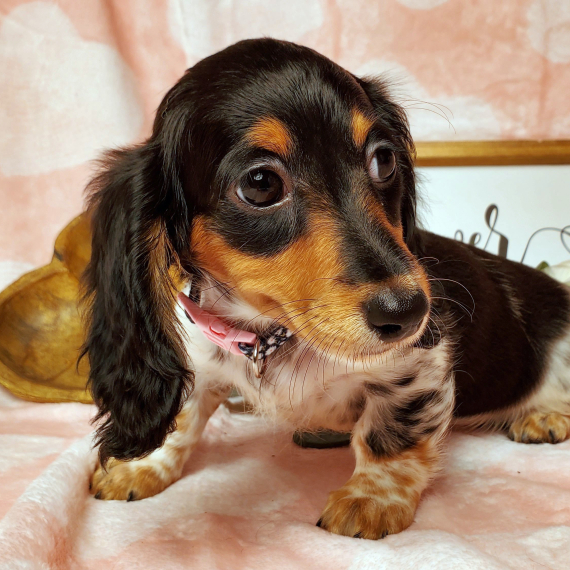 long haired mini dachshund puppies for sale