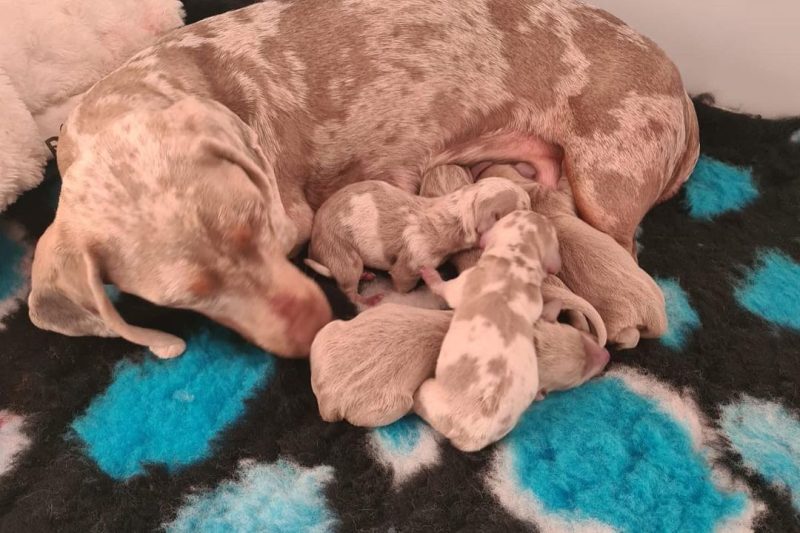 dachshund mum